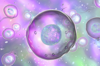 人類或動(dòng)物的細(xì)胞