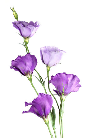 洋花图片