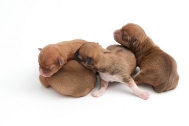 睡覺的新生兒的吉娃娃小狗，白色背景上