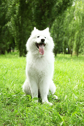 蓬松的萨摩耶德犬