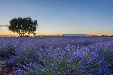薰衣草花田夏天日落景觀附近 Valensole，法國(guó)