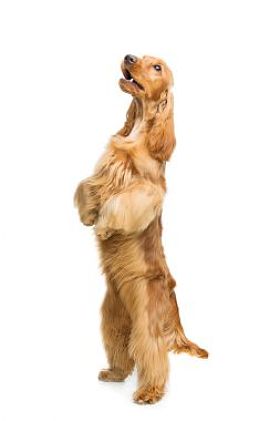 美丽的英国可卡犬照片