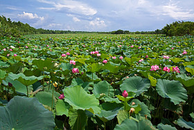 莲花湖