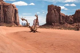 纪念碑谷的死树