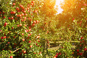 悬挂在树上的苹果照片