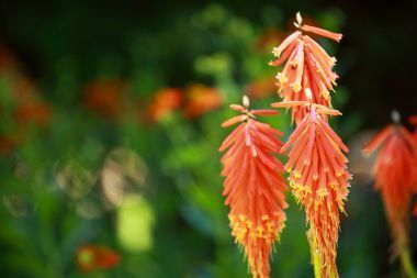 紅熱撲克 (劍紫玉) 模糊背景