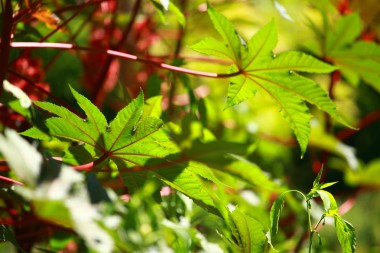 紅色葉的蓖麻油廠，有選擇性的焦點