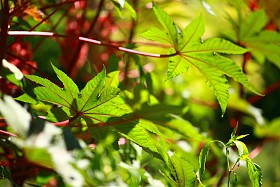 红色叶的蓖麻油厂，有选择性的焦点