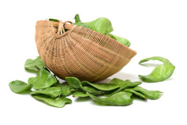 在白色背景上的風(fēng)信子豆圖片