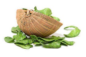 在白色背景上的风信子豆图片