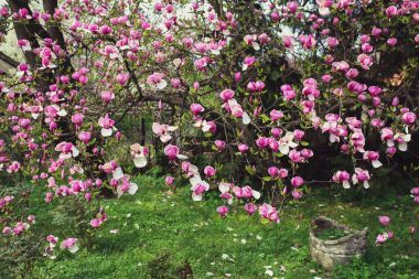 盛开的粉红色玉兰图片