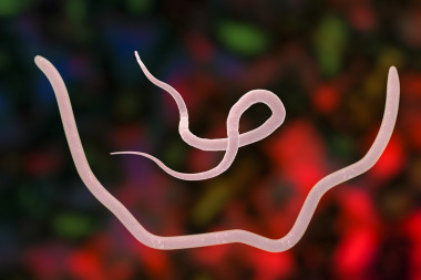 男性和女性的蛔虫蠕虫照片