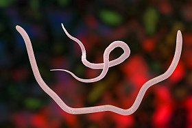 男性和女性的蛔虫蠕虫照片