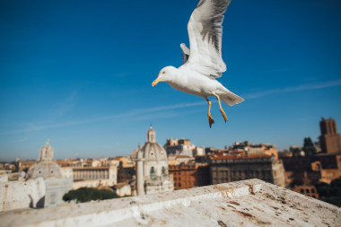 在羅馬的美麗海鷗
