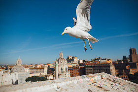 在罗马的美丽海鸥