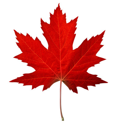 紅色的楓葉圖片