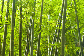 竹編图片
