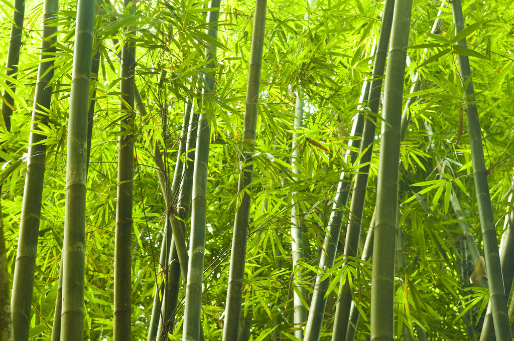 竹編图片