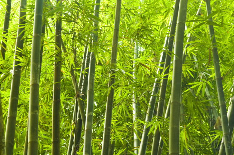 竹編圖片