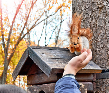 在公園松鼠飼養(yǎng)的一只手的人