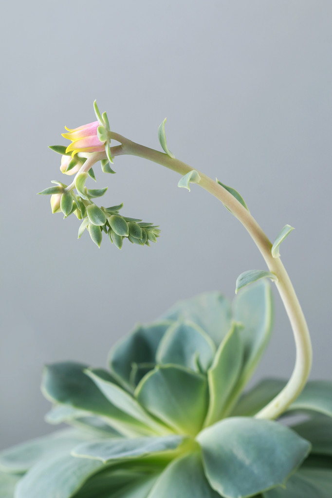 肉质的 (echeveria) 开花 肉质的 (echeveria) 开花