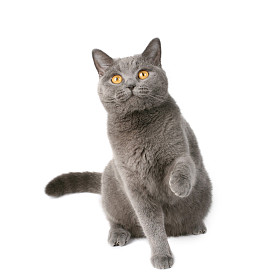 顽皮猫图片