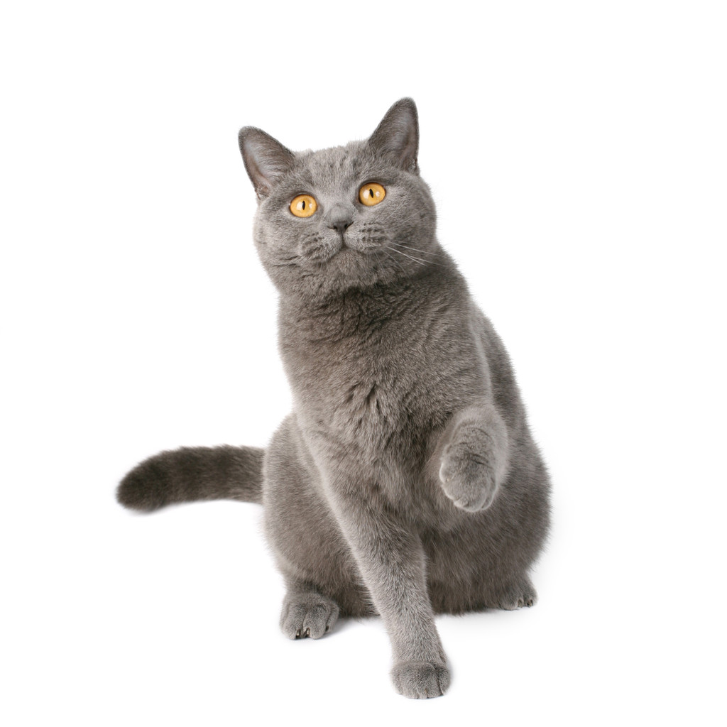 顽皮猫图片