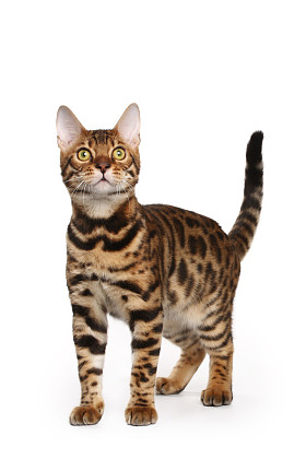 孟加拉猫图片
