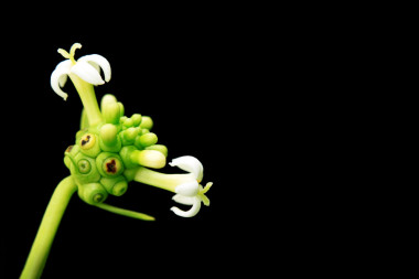 異國(guó)情調(diào)的諾麗果和孤立在黑色的花