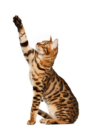 孟加拉猫图片