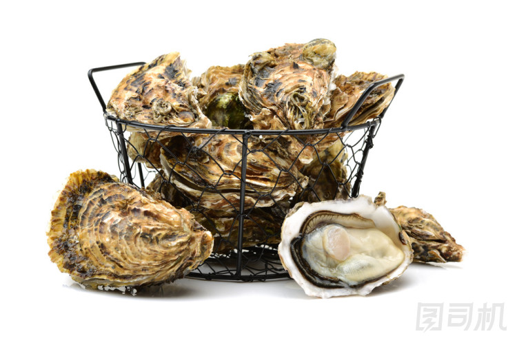 白色背景上的新鮮牡蠣