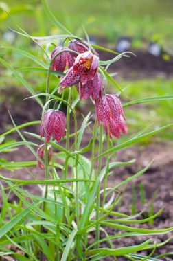 蛇的頭貝母，貝母海蜇圖片