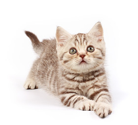小猫图片