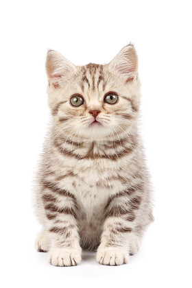 小猫照片