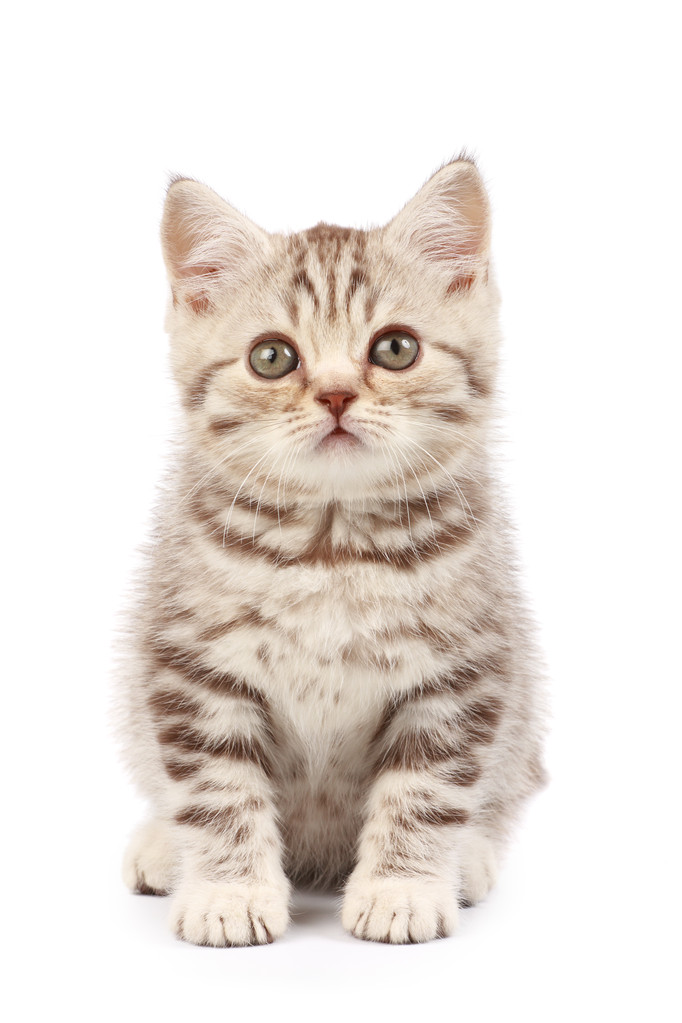 小猫照片