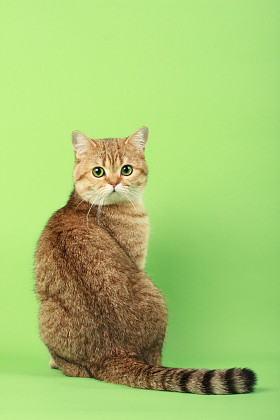 美丽的猫图片