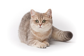 小猫图片