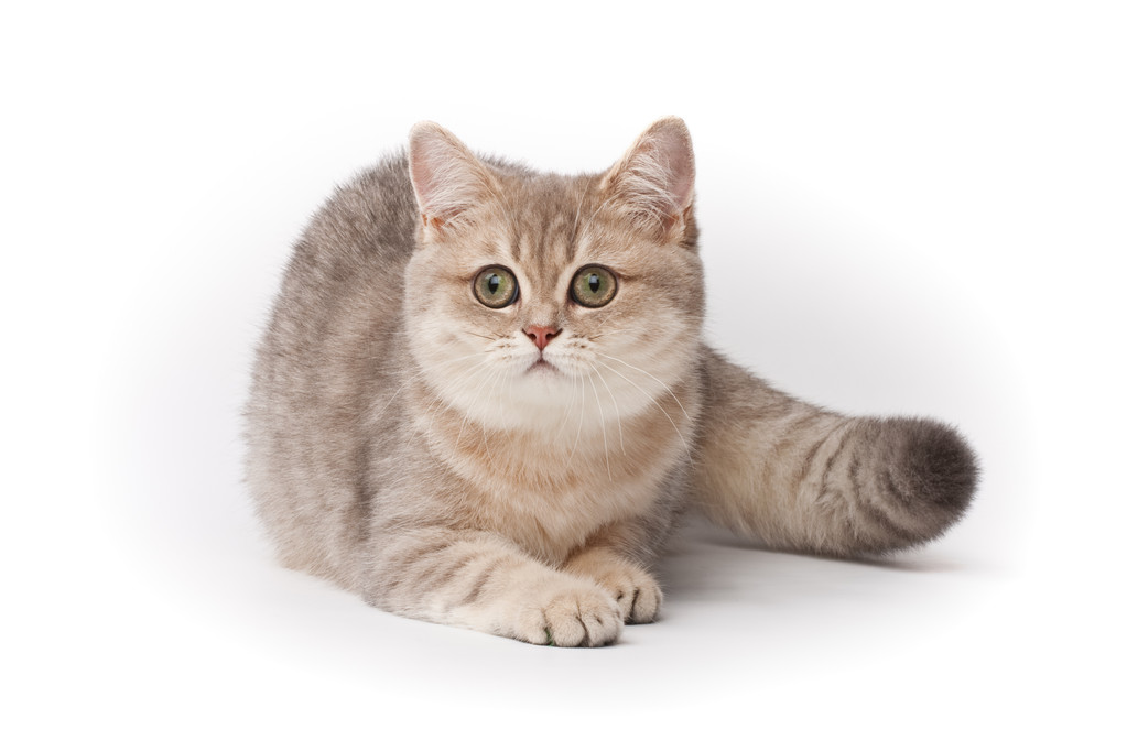 小猫图片
