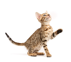 孟加拉猫图片