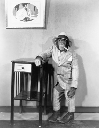 黑猩猩穿西服與香煙照片