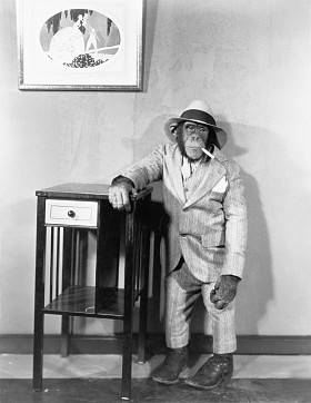 黑猩猩穿西服与香烟照片