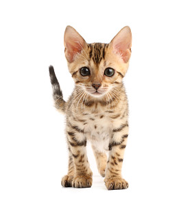 孟加拉猫图片