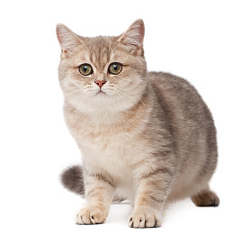 小猫图片