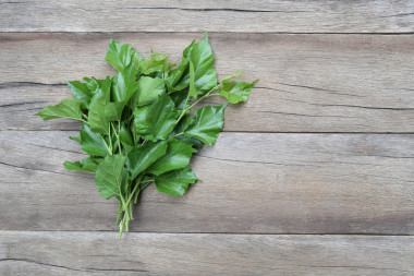 桑樹綠葉放在木制的背景