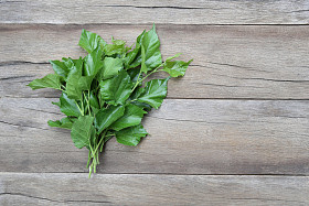 桑树绿叶放在木制的背景