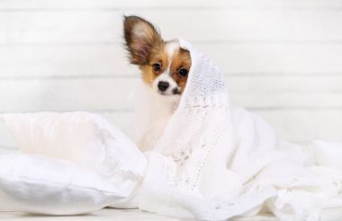 可愛的小狗在枕頭上圖片