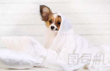 可愛的小狗在枕頭上圖片