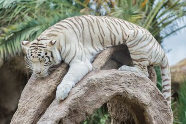 一棵樹上休息的白老虎圖片