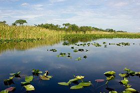 佛罗里达大沼泽地图片