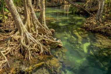 在泰國南部甲米府的翡翠池圖片